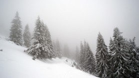 Ninge abundent în mai multe zone din România